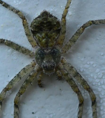 Réf. 293 370 : Philodromus buxi